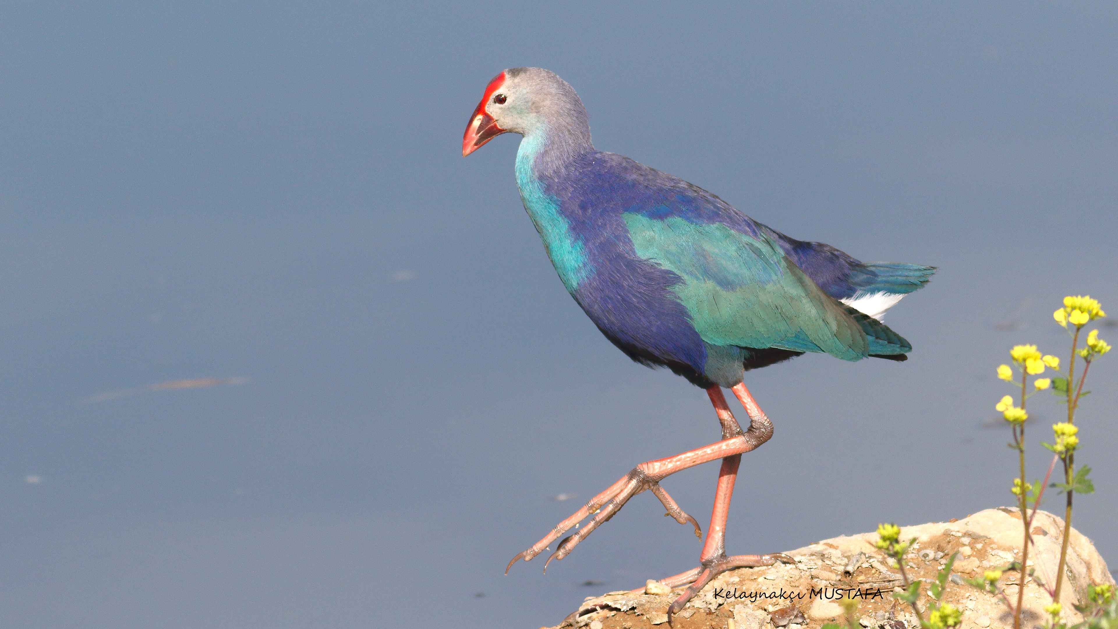 Western Swamphen